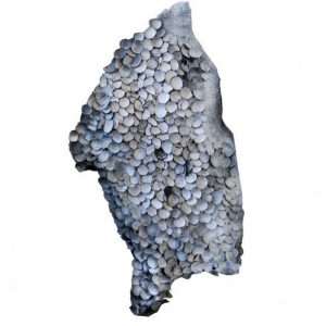 Whispers Learn to Shout